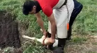 Kırklareli'nde Kayıt Dışı 12 Buzağı İtlaf Edildi